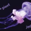 Big Beautiful Ocean - Image 6
