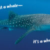 Big Beautiful Ocean - Image 5
