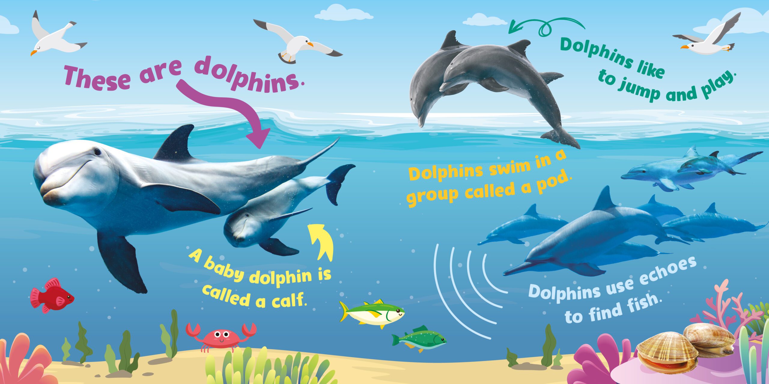 First Animal Facts: Ocean (Sound Book) | Kidsbooks Publishing